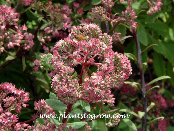 Sedum Emperor"s Waves
(August 12)